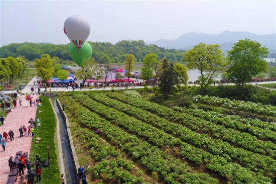 第二届铜陵梧桐花谷牡丹花会盛大启幕